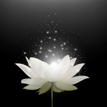 fleur de lotus blanc sur fond noir